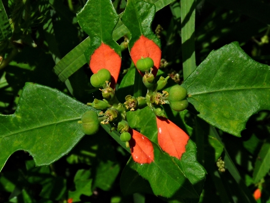 {Euphorbia cyathophora}